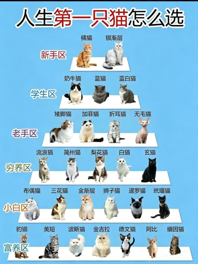 猫咪