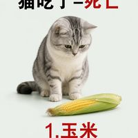 救命！别再随手喂猫猫人吃的东西了😭