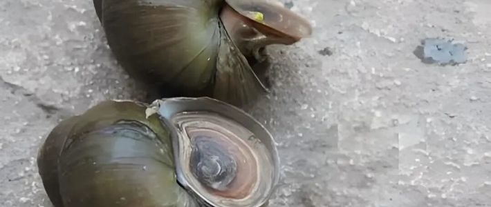 螺足上长满了金属鳞片？这身铁甲咋长的！
