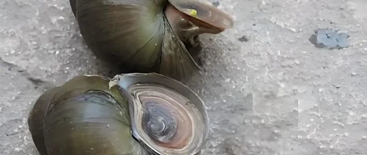 螺足上长满了金属鳞片？这身铁甲咋长的！