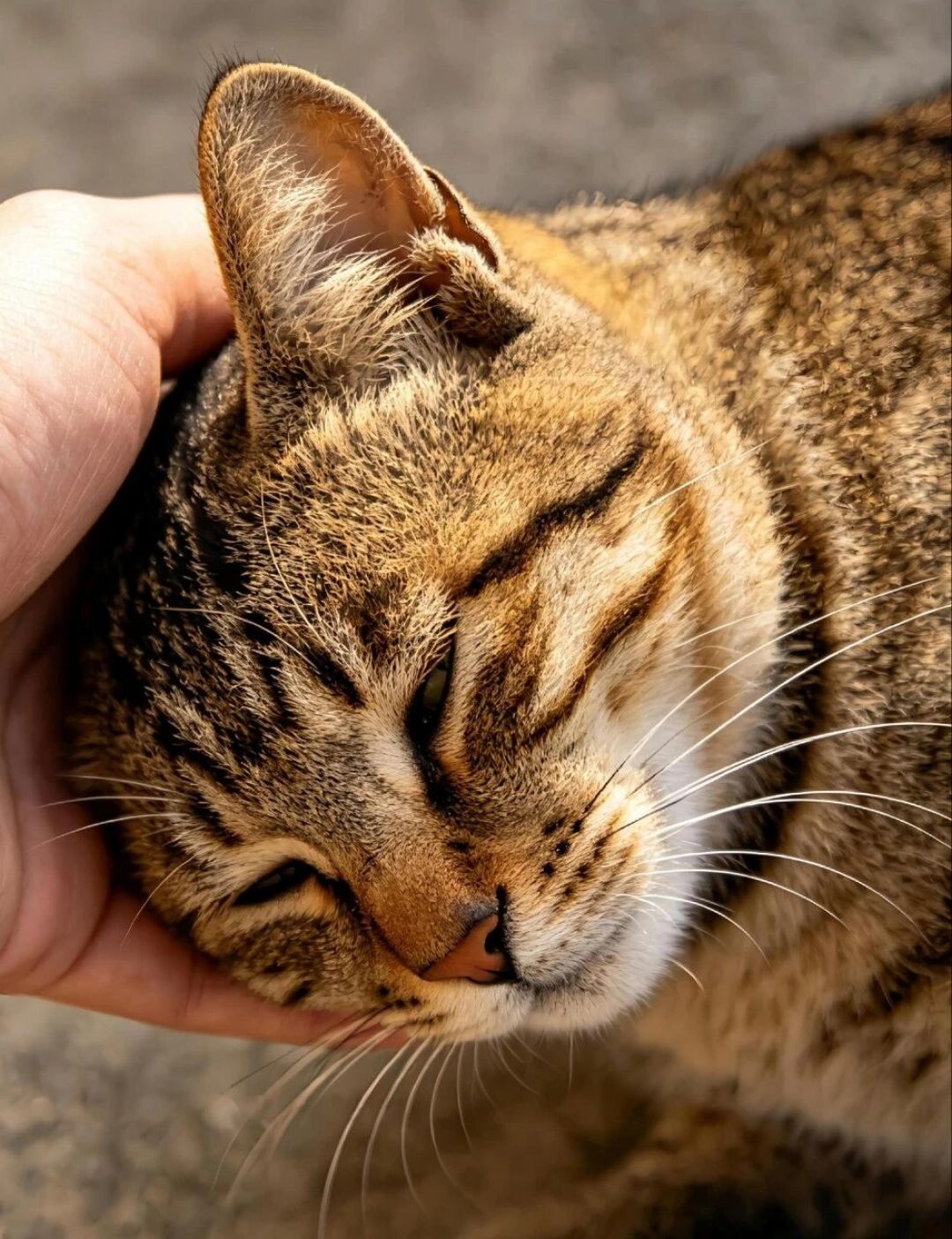 猫拿头蹭你是在“盖章”？对一半，但没网传那么多