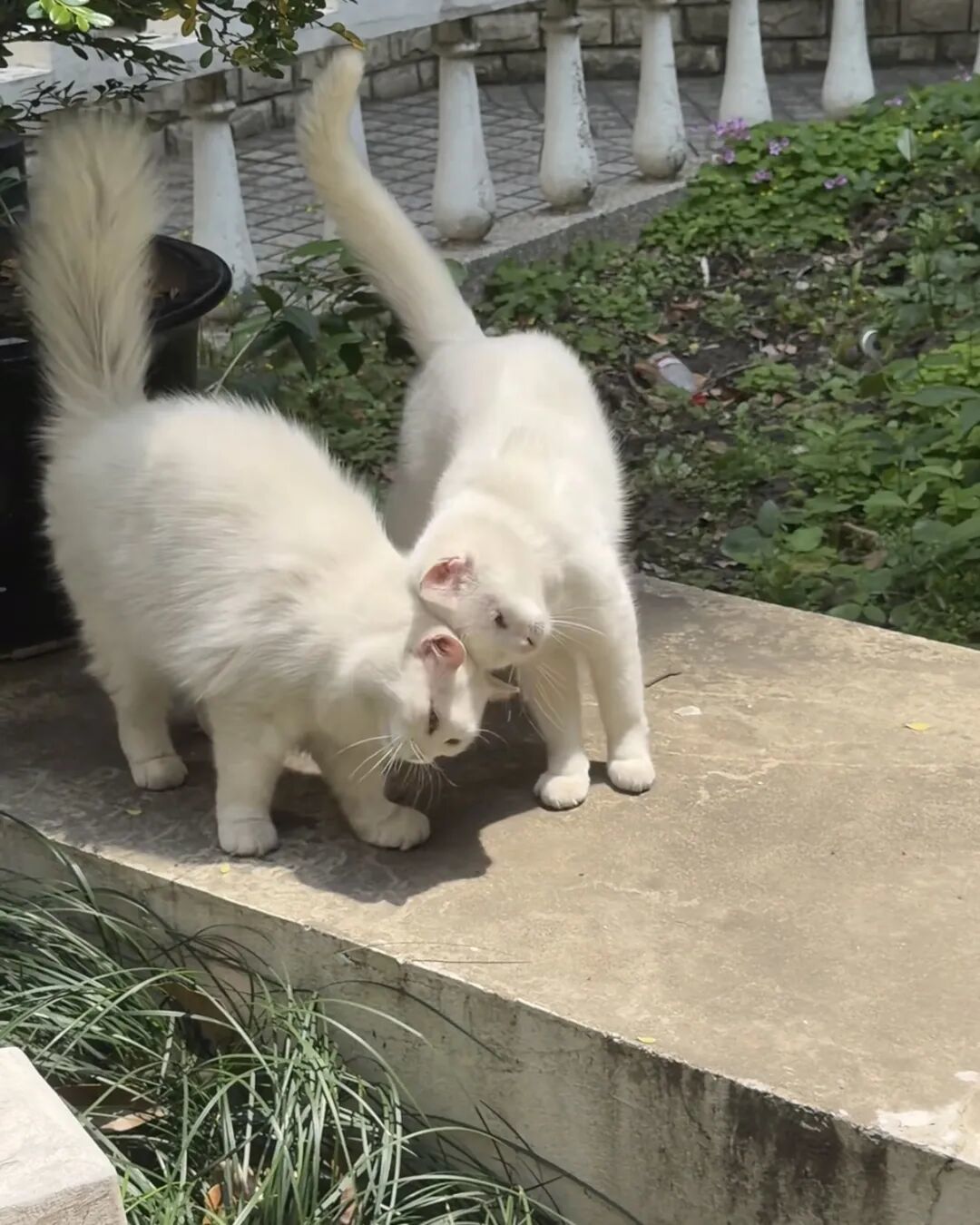 猫拿头蹭你是在“盖章”？对一半，但没网传那么多