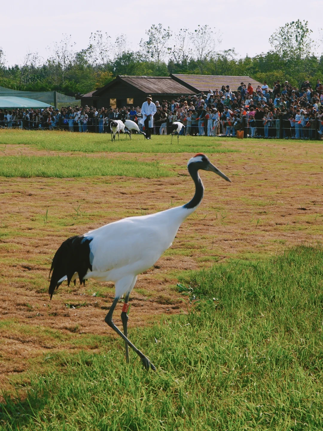 野鹤开始到了,盐城带娃3天2晚,2–12岁路线和账全排好