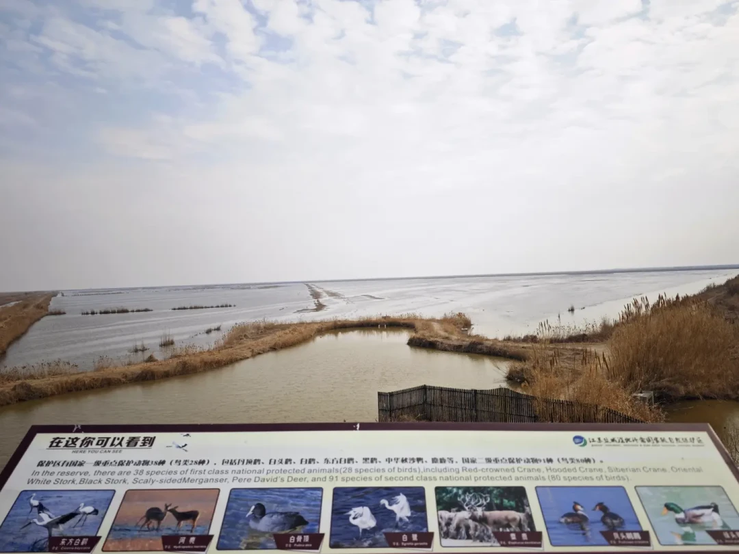 野鹤开始到了,盐城带娃3天2晚,2–12岁路线和账全排好