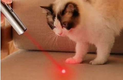 猫追了半天红点，为什么还死死盯着空墙？