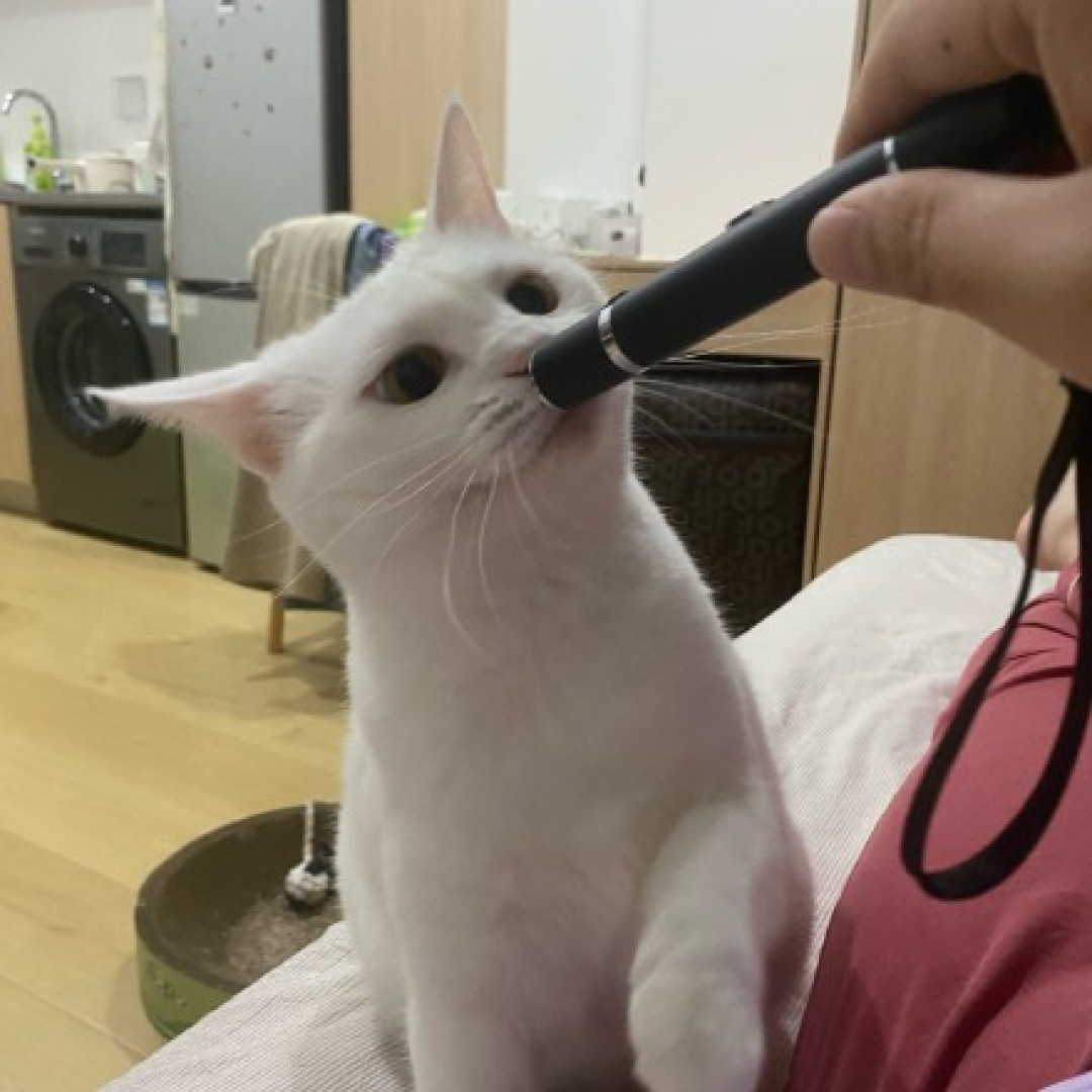 猫追了半天红点，为什么还死死盯着空墙？