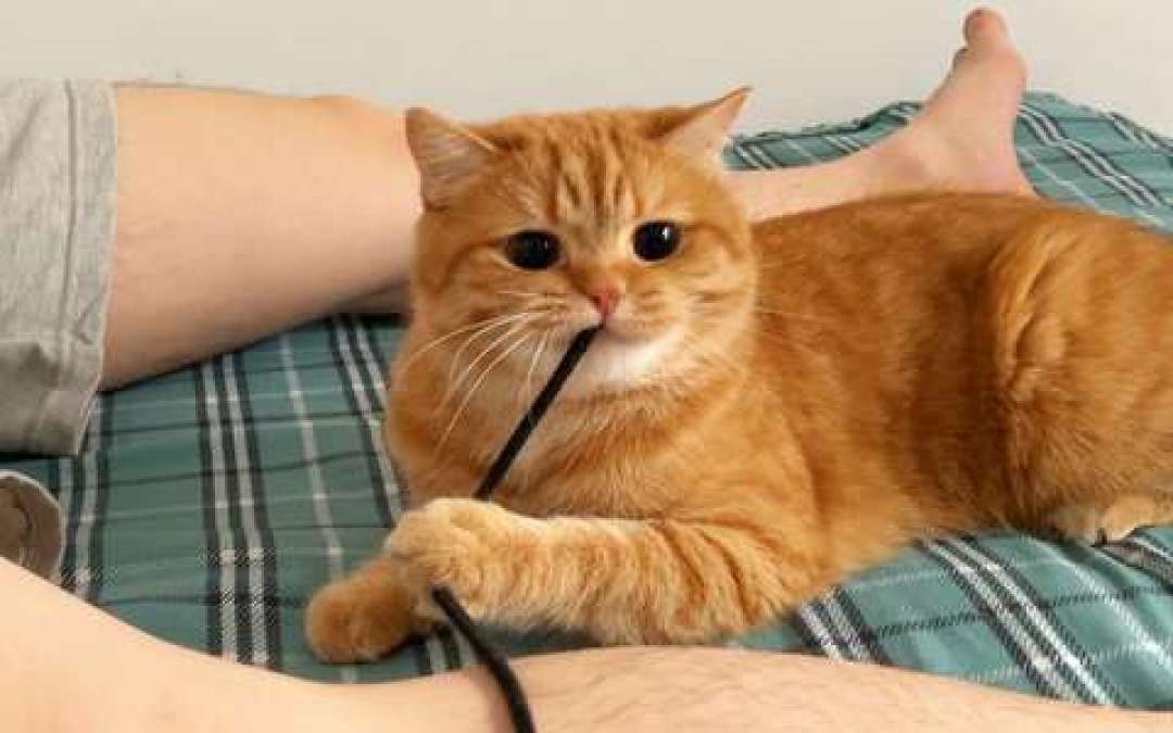 猫追了半天红点，为什么还死死盯着空墙？