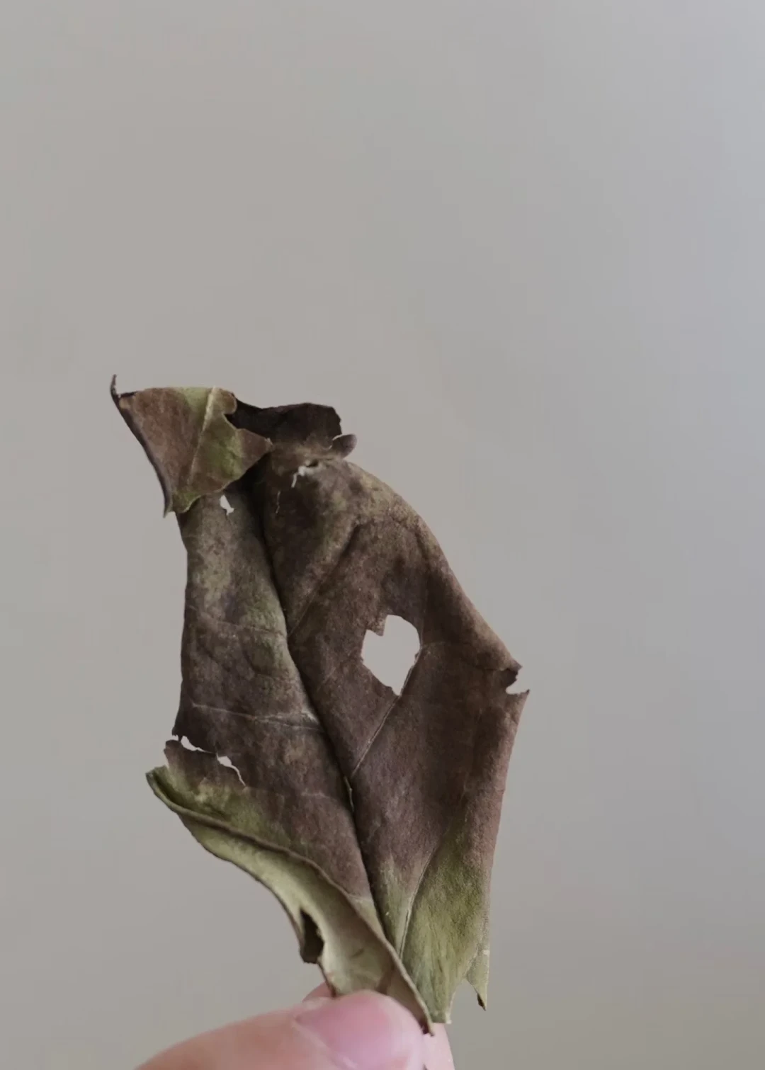 秋季夜校的茶艺课，抢的和被玩梗的，根本不是同一门“茶艺”