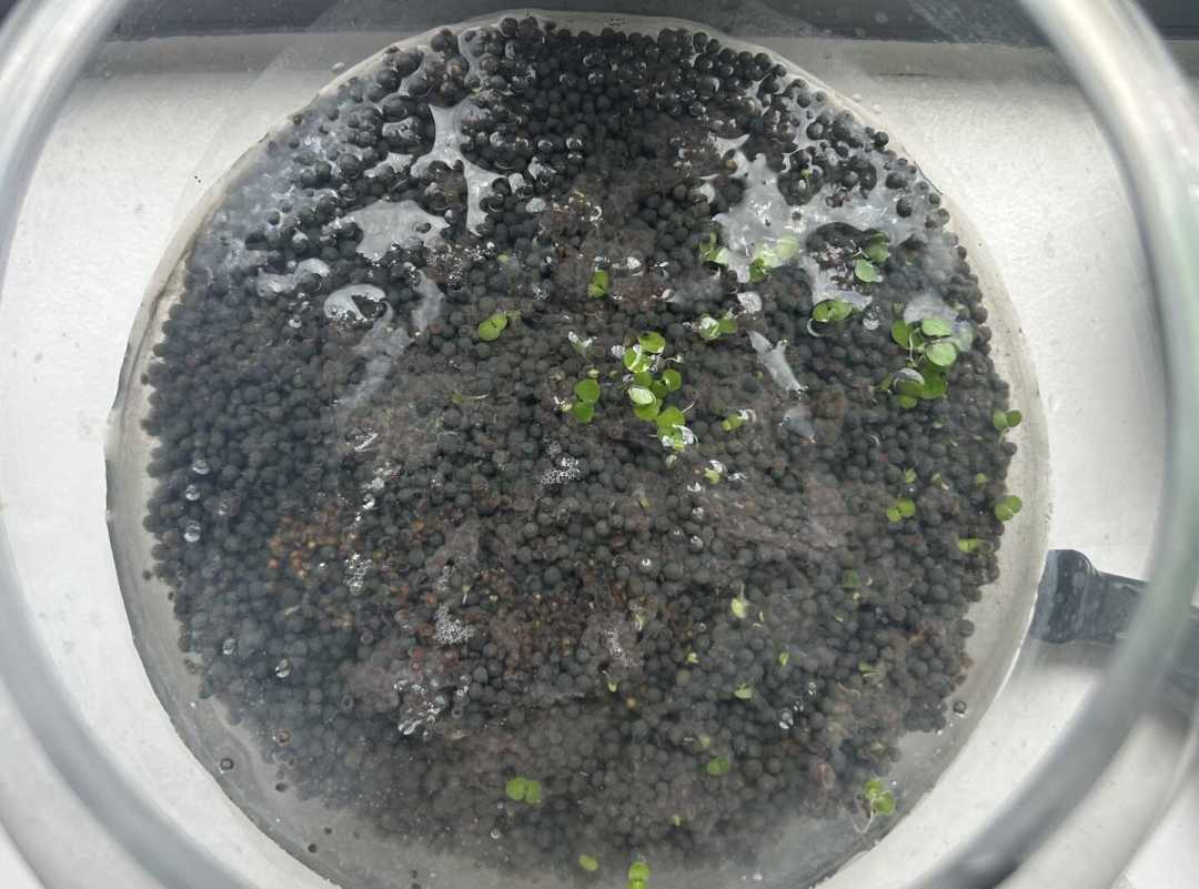 水草种子“4天发芽捷报”刷屏：翻完最近的翻车帖，那片绿油油其实是倒计时