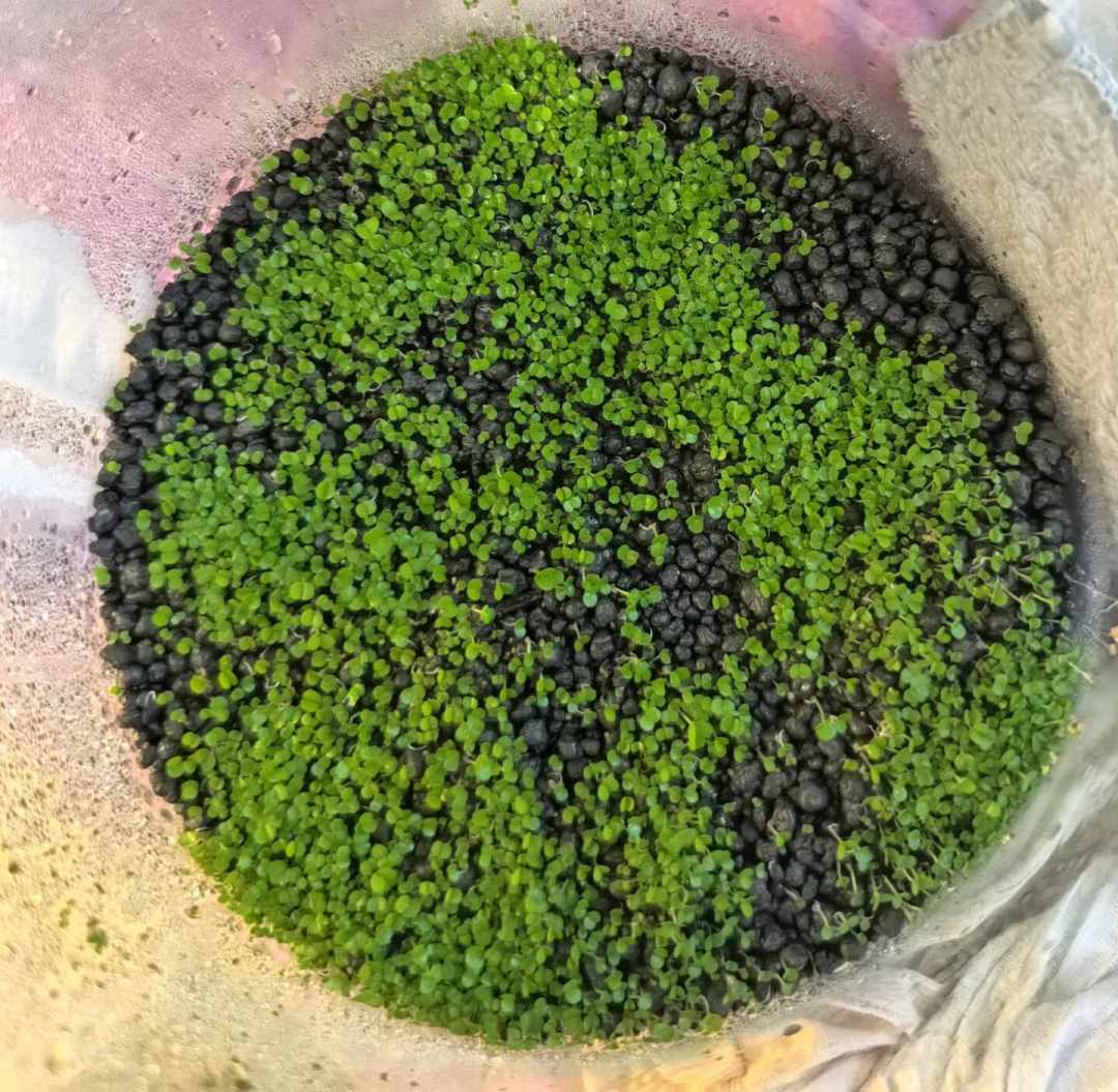 水草种子“4天发芽捷报”刷屏：翻完最近的翻车帖，那片绿油油其实是倒计时