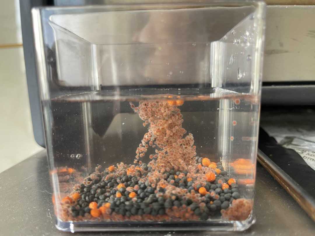 水草种子“4天发芽捷报”刷屏：翻完最近的翻车帖，那片绿油油其实是倒计时