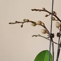 3万多杂交品种别乱追，新手养蝴蝶兰避开这4个坑，少花冤枉钱