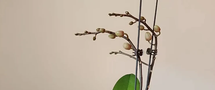3万多杂交品种别乱追，新手养蝴蝶兰避开这4个坑，少花冤枉钱