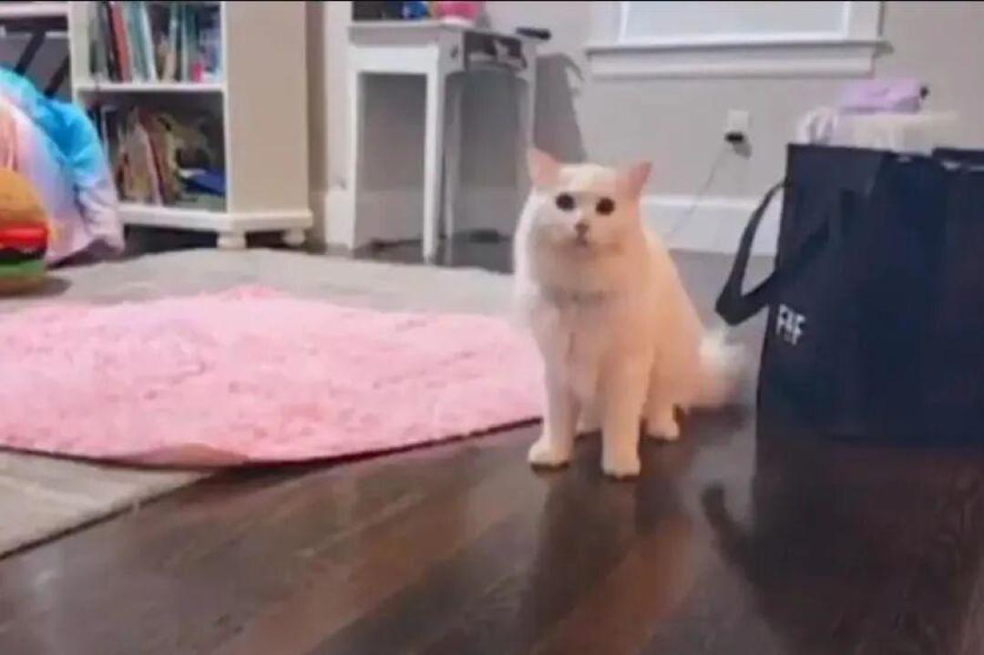 猫走丢了？凌晨4点半，你手里的手电筒比监控和热成像好用