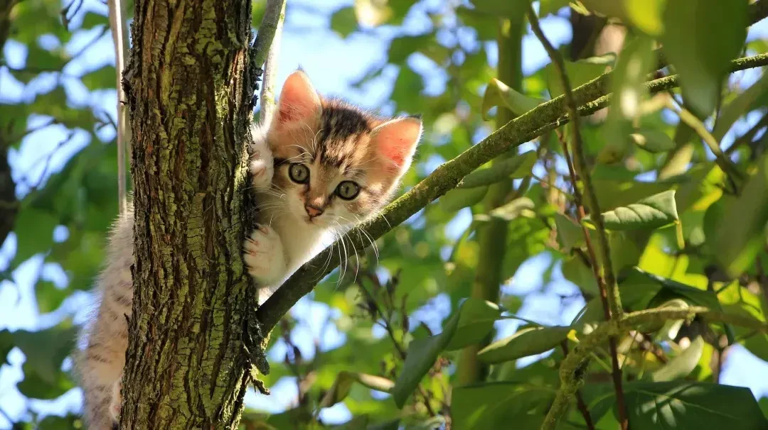 猫走丢了？凌晨4点半，你手里的手电筒比监控和热成像好用