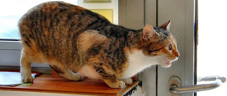 猫的“喵”只对你叫？真的。但网上多数数字和翻译表是假的