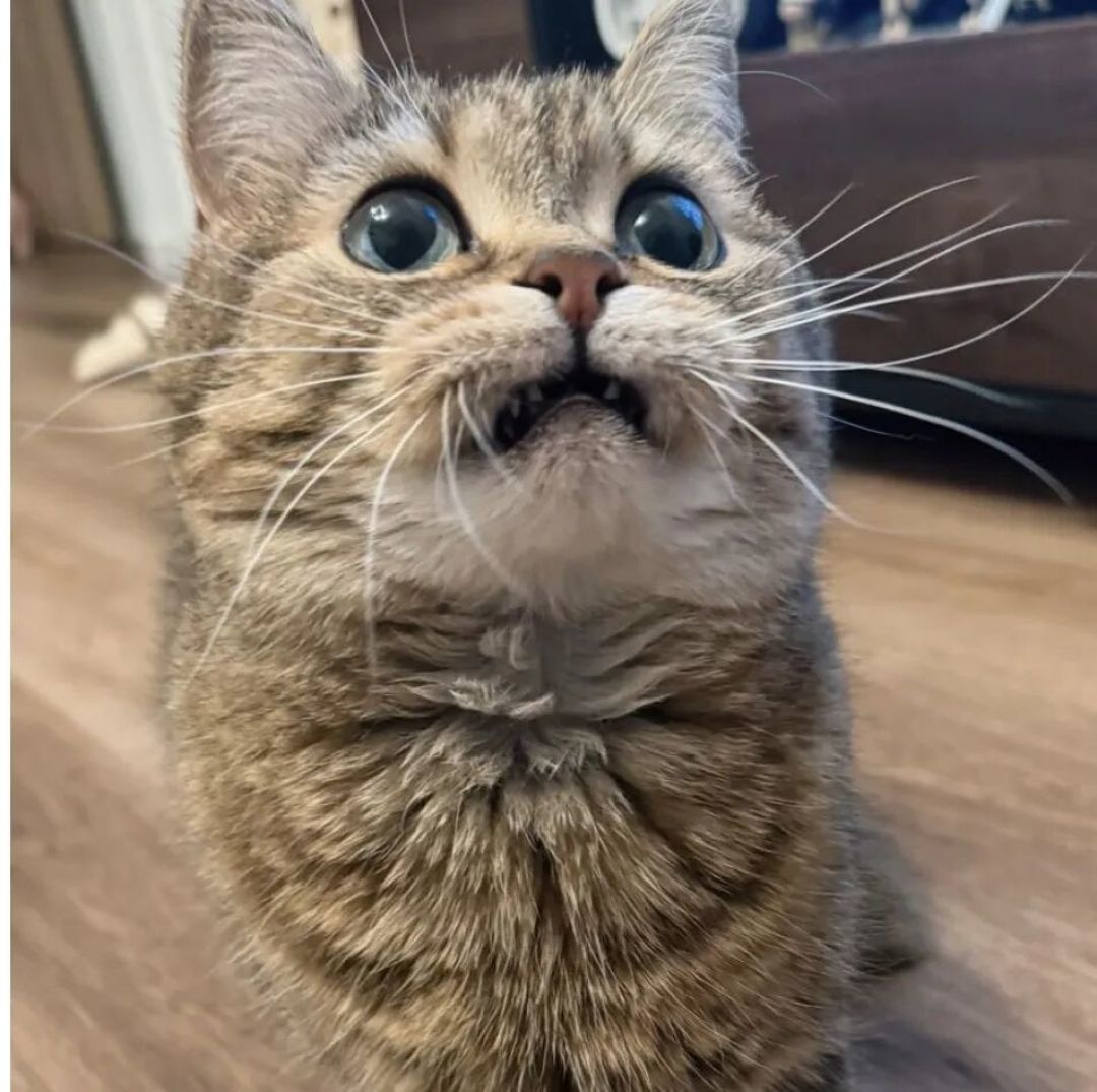 猫的“喵”只对你叫？真的。但网上多数数字和翻译表是假的