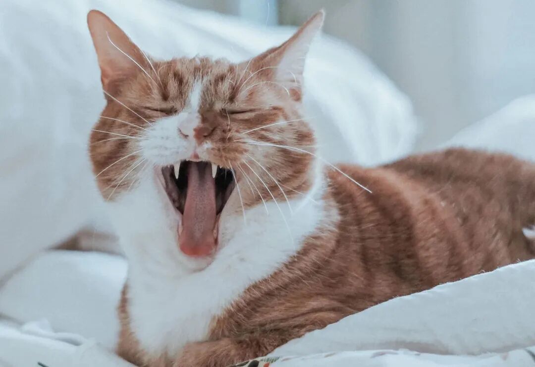 猫的“喵”只对你叫？真的。但网上多数数字和翻译表是假的