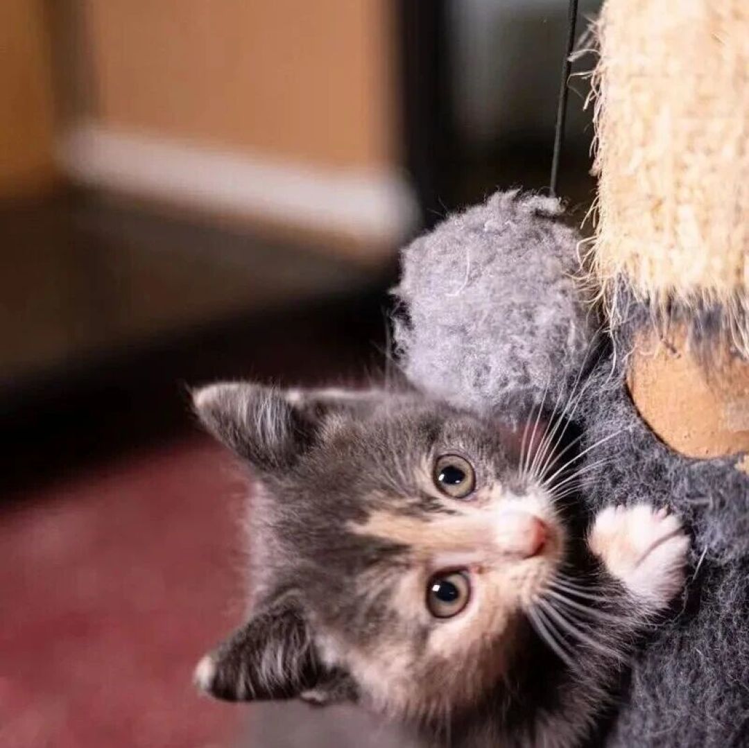 猫的“喵”只对你叫？真的。但网上多数数字和翻译表是假的