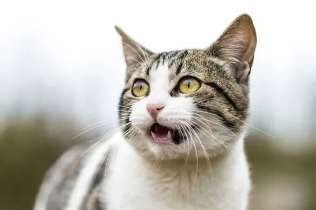 猫的“喵”只对你叫？真的。但网上多数数字和翻译表是假的