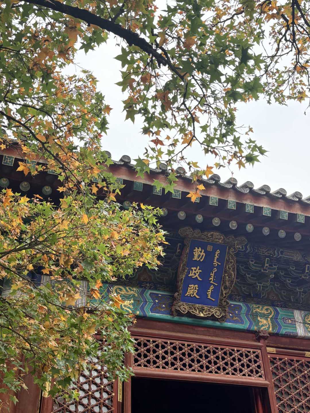 香山才红了20%，奥森的银杏已经黄了八成：北京的秋天分批抵达