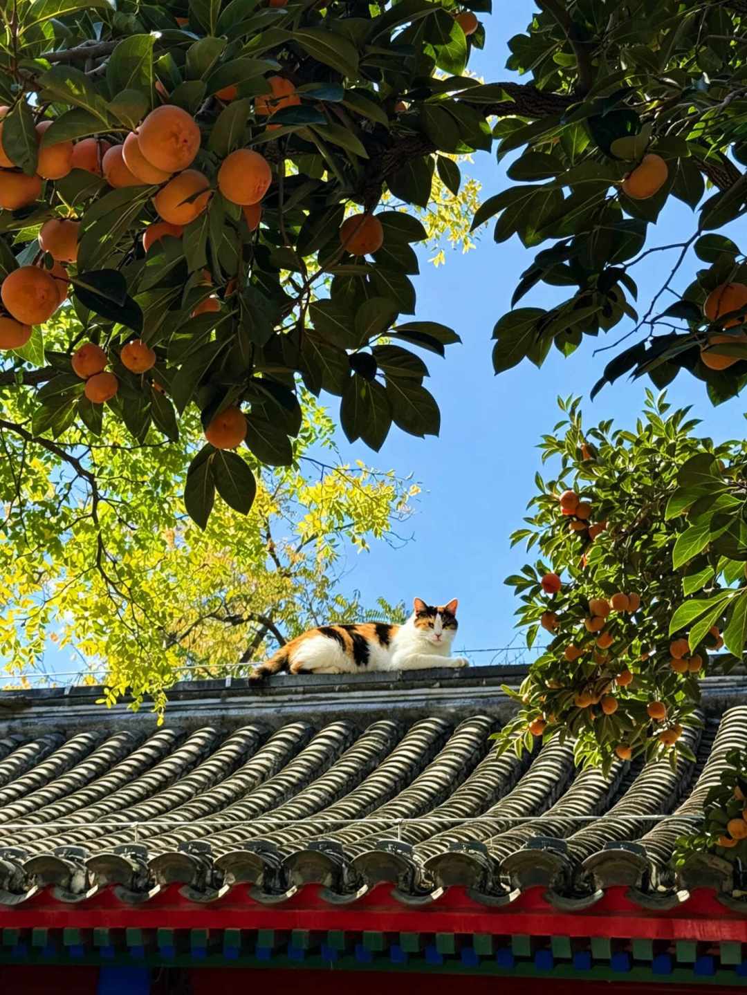 香山才红了20%，奥森的银杏已经黄了八成：北京的秋天分批抵达