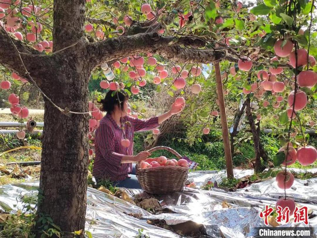 晚熟苹果扎堆上市:爱妃10个238元、瑞雪100元12斤,新品种是升级还是噱头