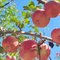 晚熟苹果扎堆上市：爱妃10个238元、瑞雪100元12斤，新品种是升级还是噱头