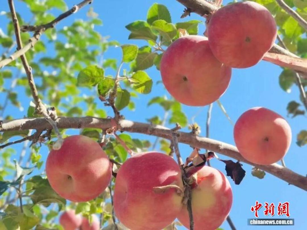 晚熟苹果扎堆上市:爱妃10个238元、瑞雪100元12斤,新品种是升级还是噱头