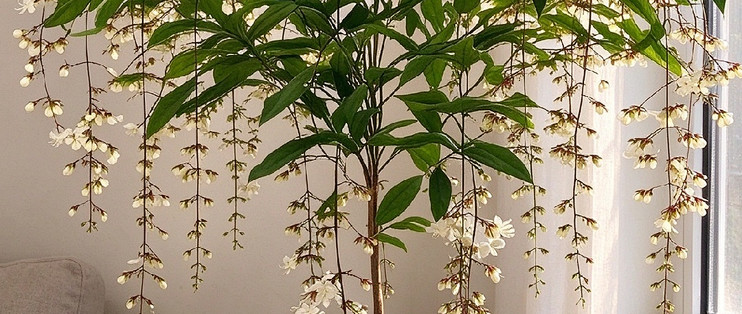 白玉蝴蝶开花垂茉莉，散射光养护省心
