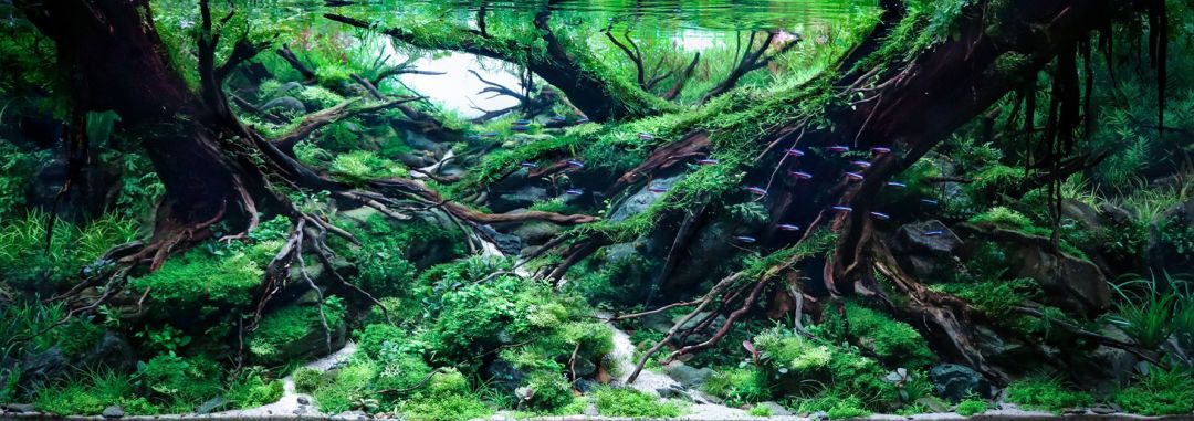 1452件作品里的世界第一：长沙95后造的水下森林，别急着照搬回家
