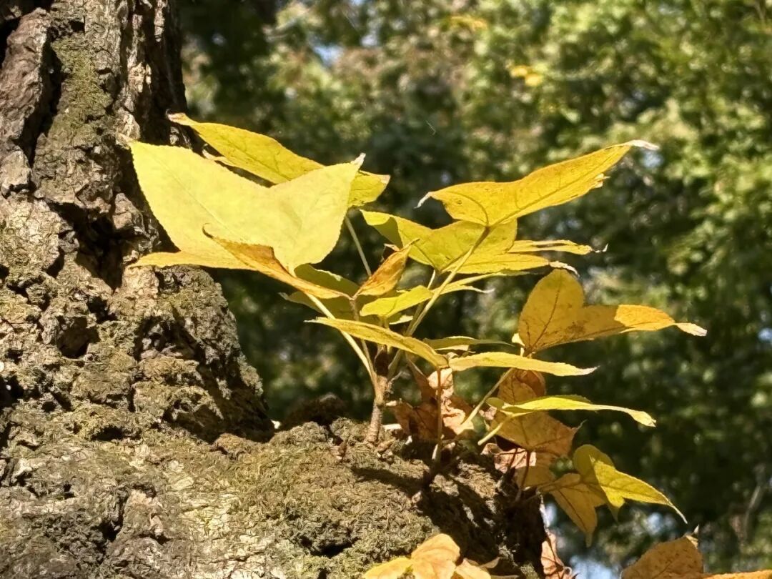 别急着等天平山红透！苏州带娃3天2晚，初红和盛红各有各的玩法