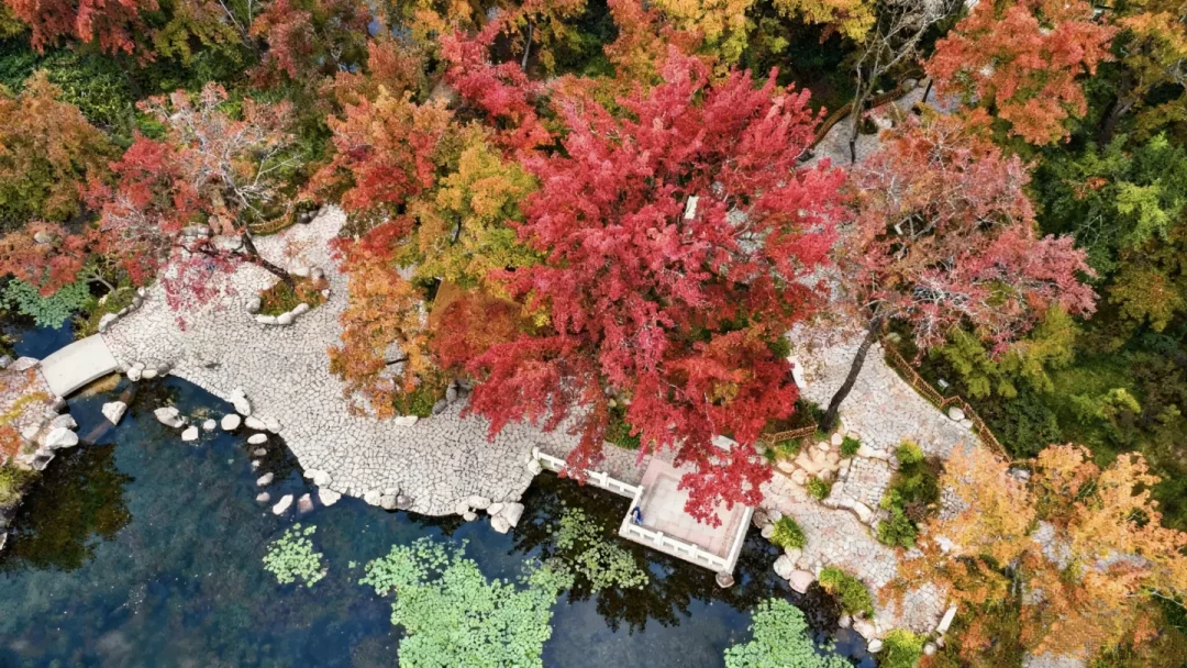 别急着等天平山红透！苏州带娃3天2晚，初红和盛红各有各的玩法