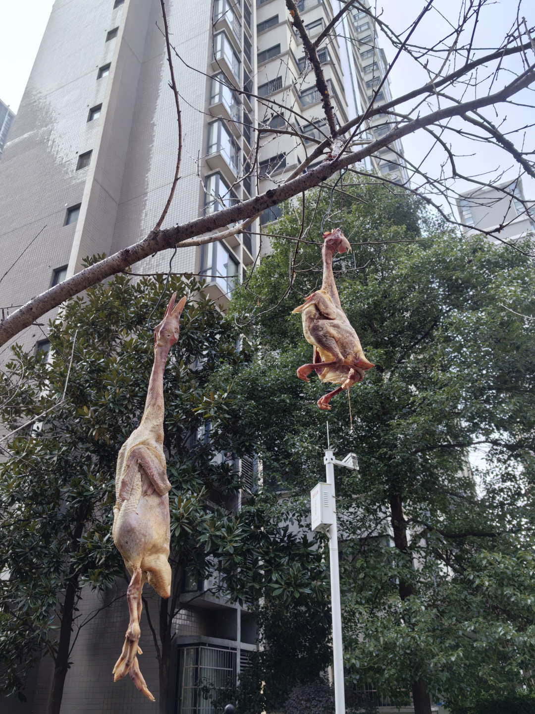 4块9一斤的猪肉打开腌腊窗口：成本账、三派配方和