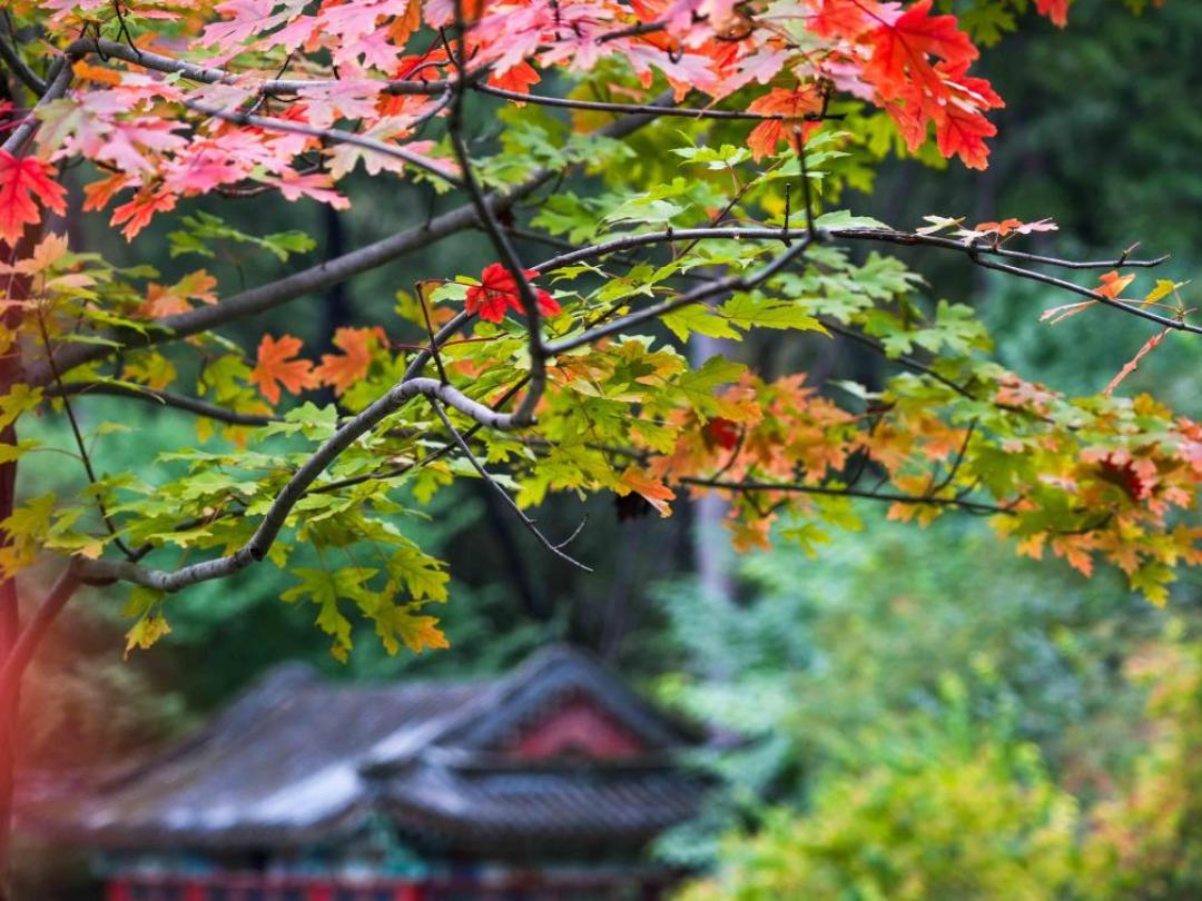 同一天，香山才红两成，光雾山已红了大半：五片红叶，隔着五个秋天