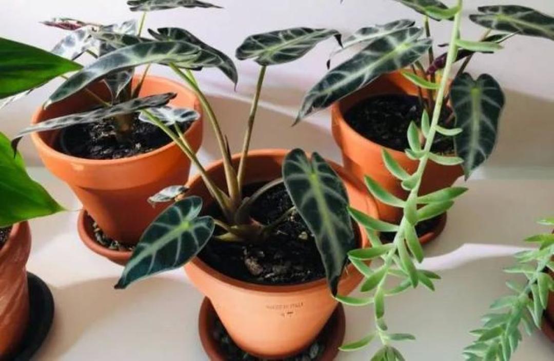 绿植没买错，是你摆错了：三层公式摆出