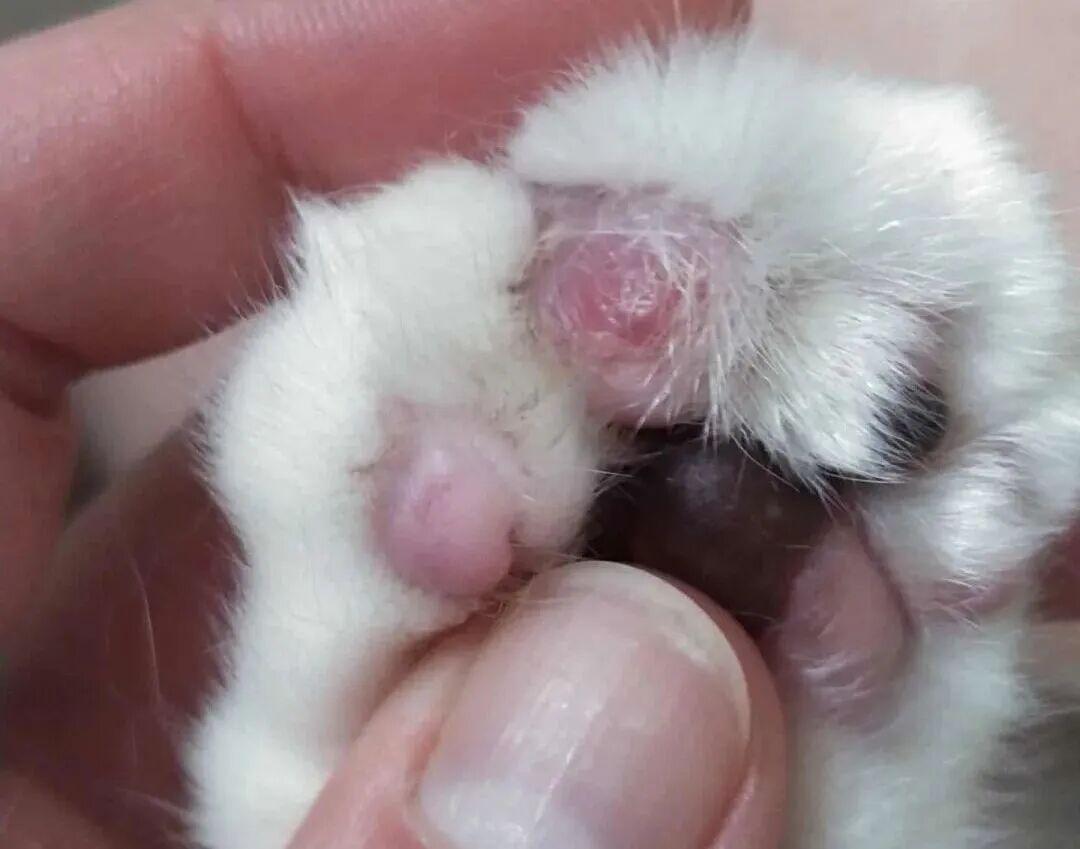 你家猫有约2750万根毛,秋天这场