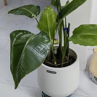 天堂鸟白天半死不活、晚上就支棱：翻完7个大型绿植翻车楼、300来条评论，我把供暖前的3个假死信号、2个越救越死的动作和双11红线理清了