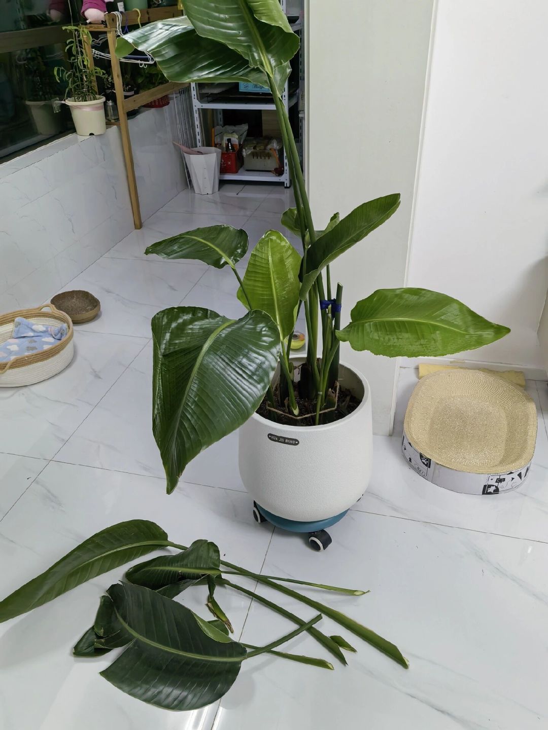 天堂鸟白天半死不活、晚上就支棱:翻完7个大型绿植翻车楼、300来条评论,我把供暖前的3个假死信号、2个越救越死的动作和双11红线理清了