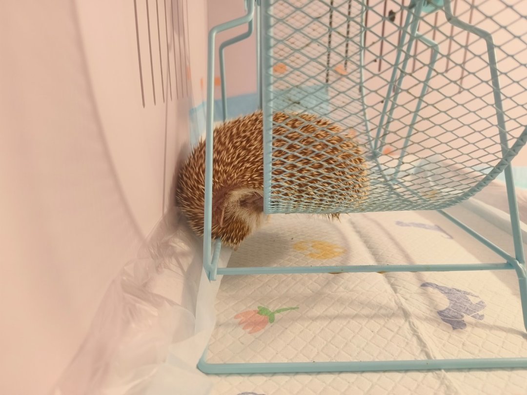 刺猬不冬眠,是在