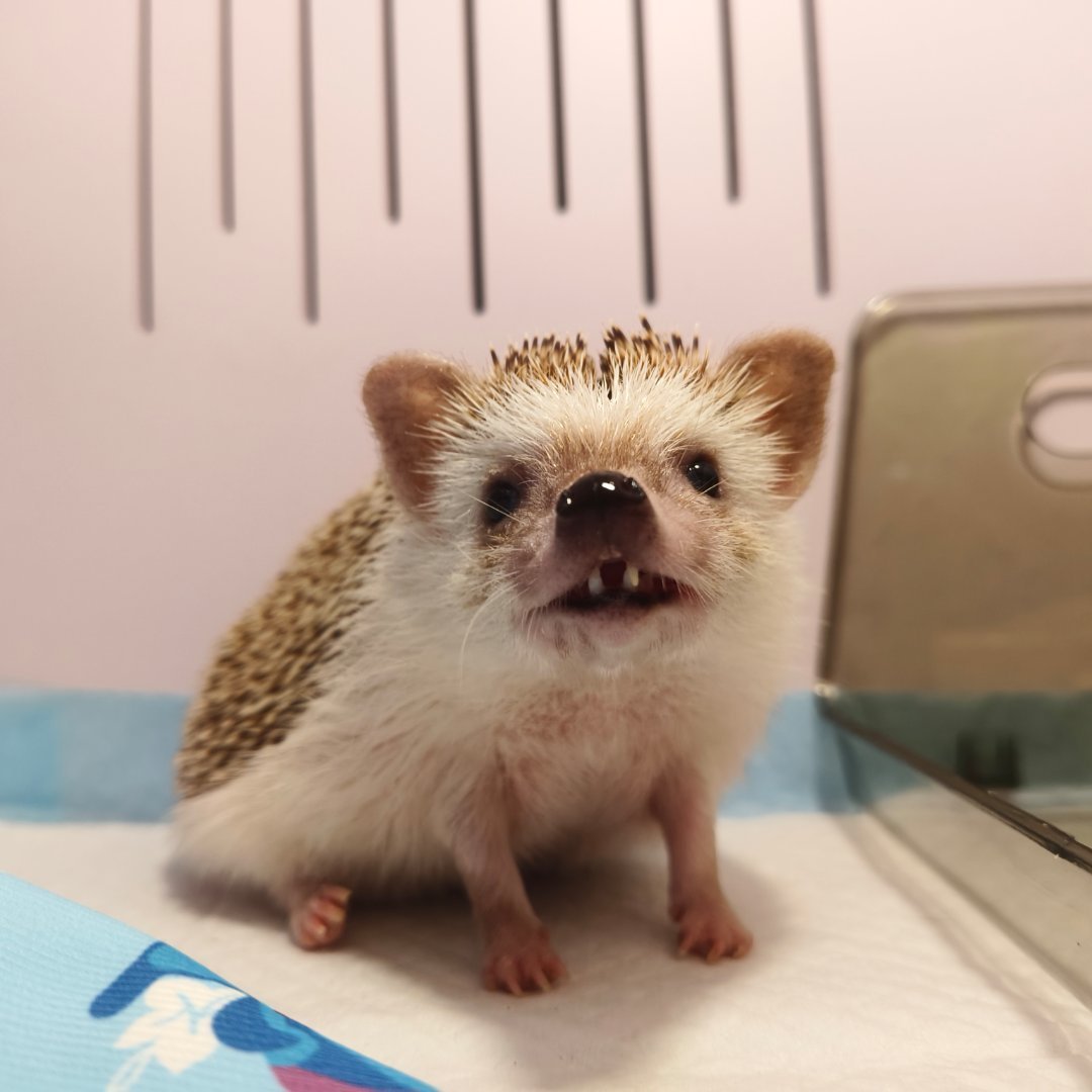 刺猬不冬眠,是在