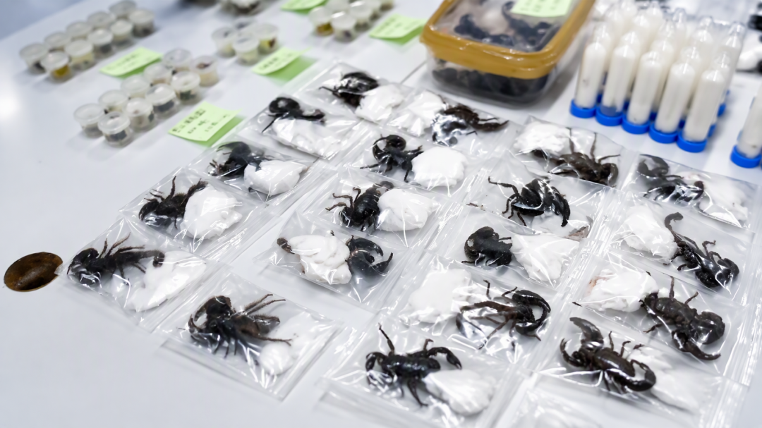 398只带毒异宠被海关拦下：1707万人养异宠热潮里的合法边界与真实账单