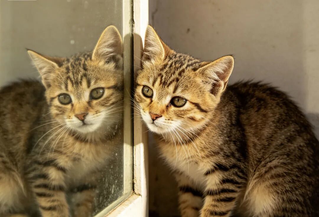猫对着镜子哈气,真是不认识自己?细查后,网传数字大多没出处