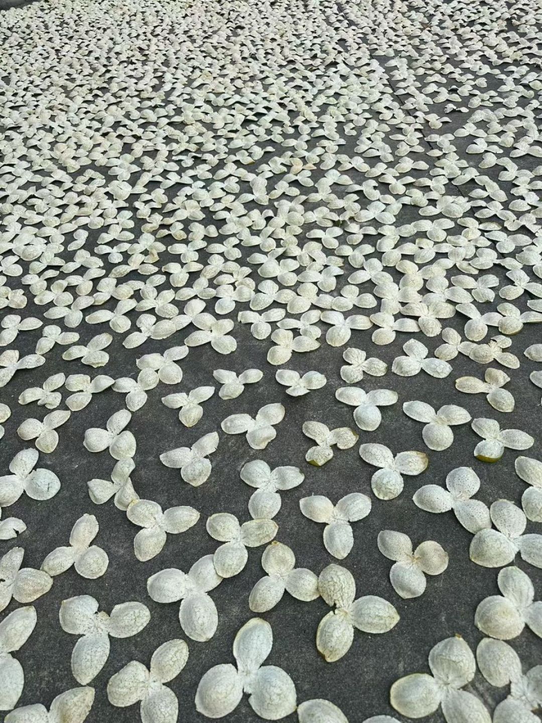 雷允上陈皮两年避雷贴，评论区吵了101条，吵的其实是一个
