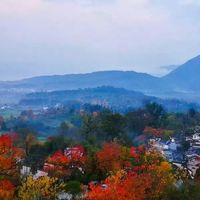 塔川秋色今年迟到两周：10.25实拍乌桕还绿，当地口径指向11月10日后开爆——自驾黟县前，先把窗口、门票、动线卡准