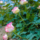 双11囤玫瑰花茶？先确认两件事：那朵花是玫瑰吗，那抹红是硫吗