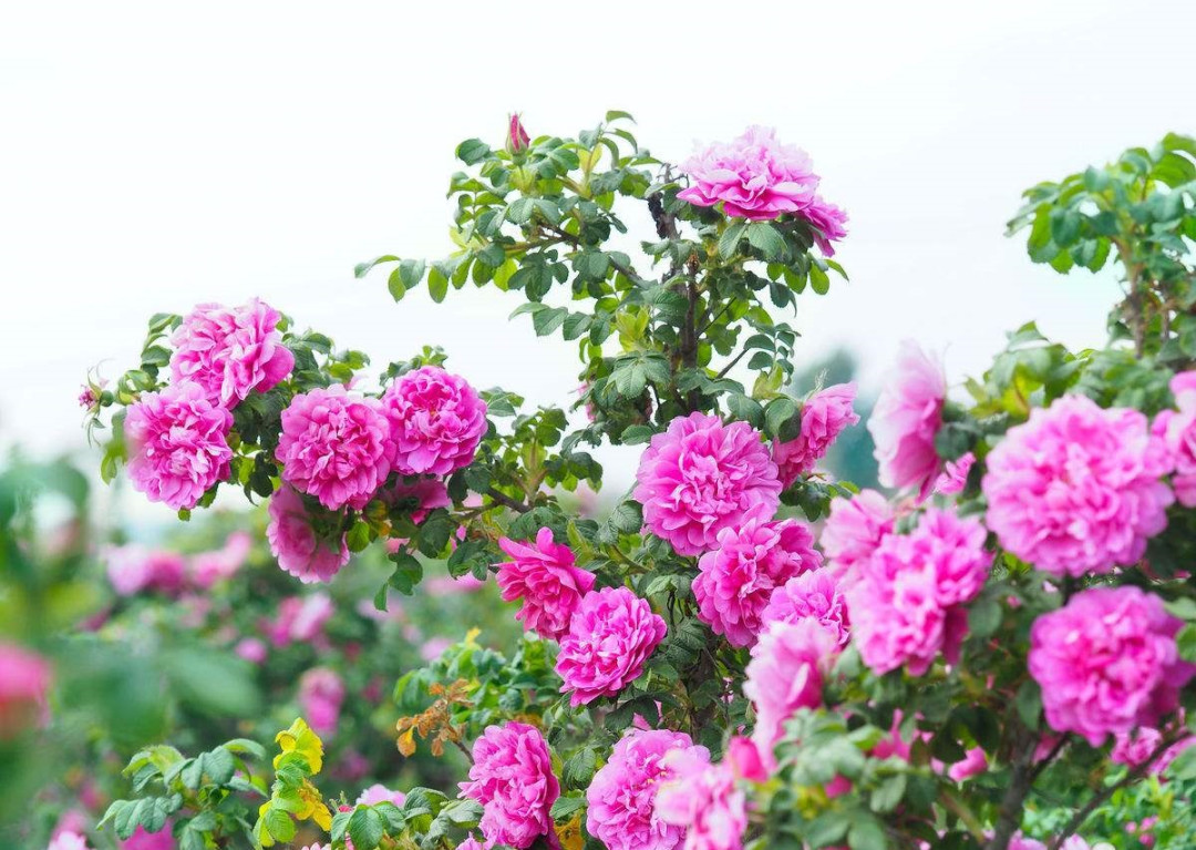 双11囤玫瑰花茶？先确认两件事：那朵花是玫瑰吗，那抹红是硫吗