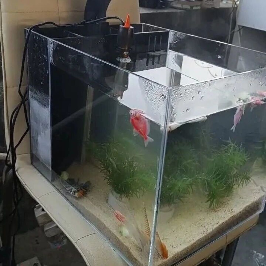 127条慈鲷一夜被煮！入冬买加热棒前，先看懂这几道坎