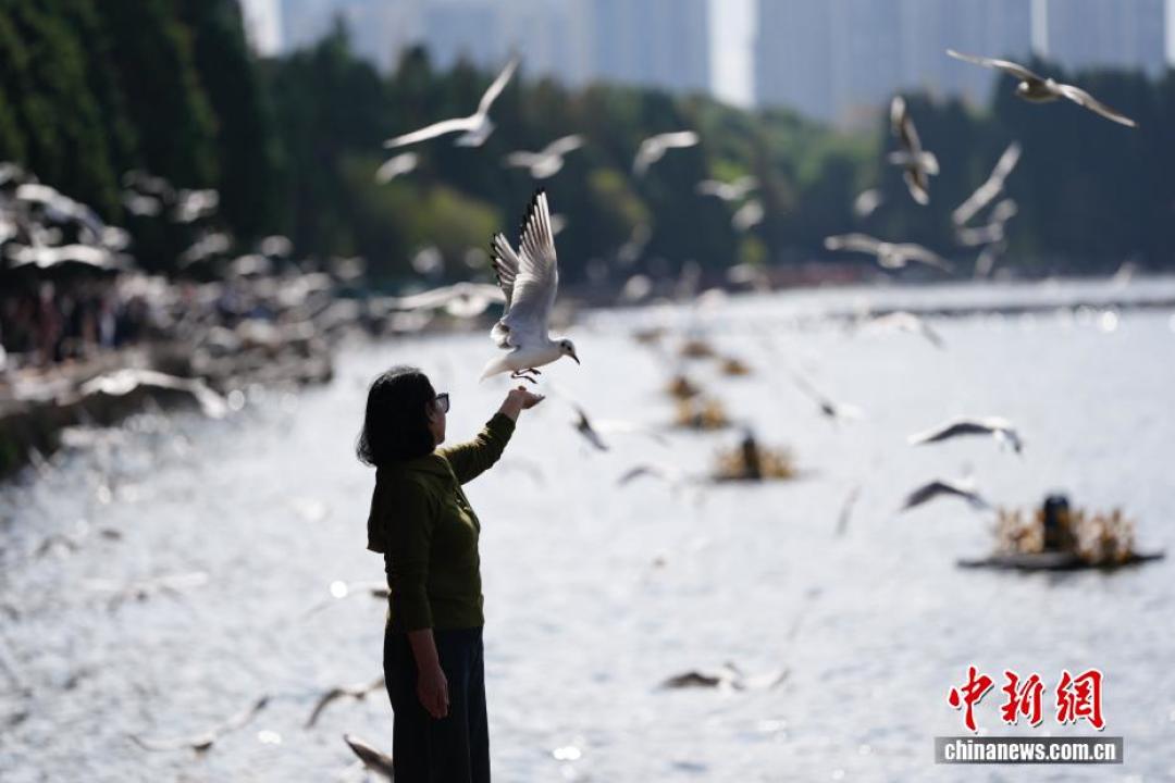 还在花199约拍海鸥?上午鸥最配合,手机0.5倍参数直接抄