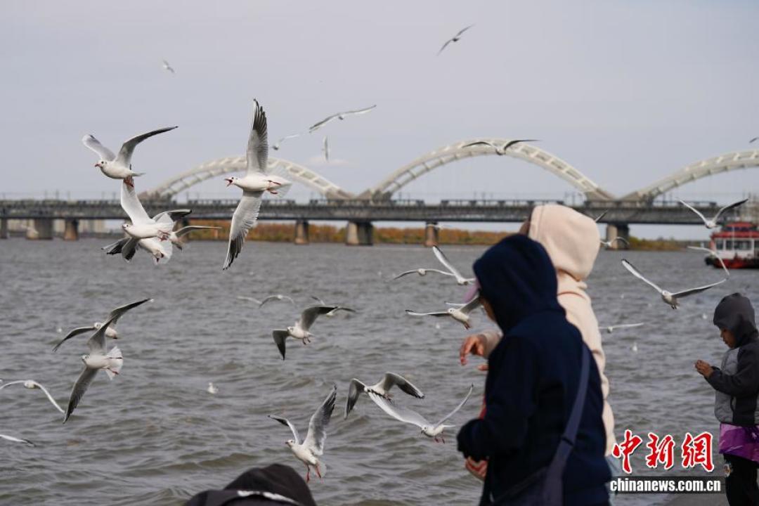 还在花199约拍海鸥?上午鸥最配合,手机0.5倍参数直接抄
